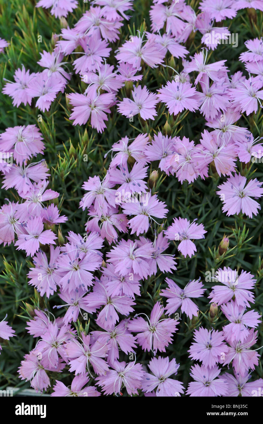 Dianthus erinaceus Stock Photo