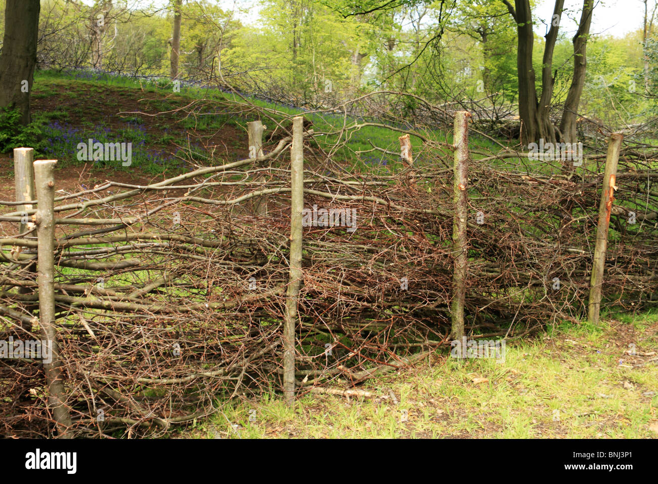 Dead hedge around coppiced woodland, Norsey Wood, Essex UK Stock Photo