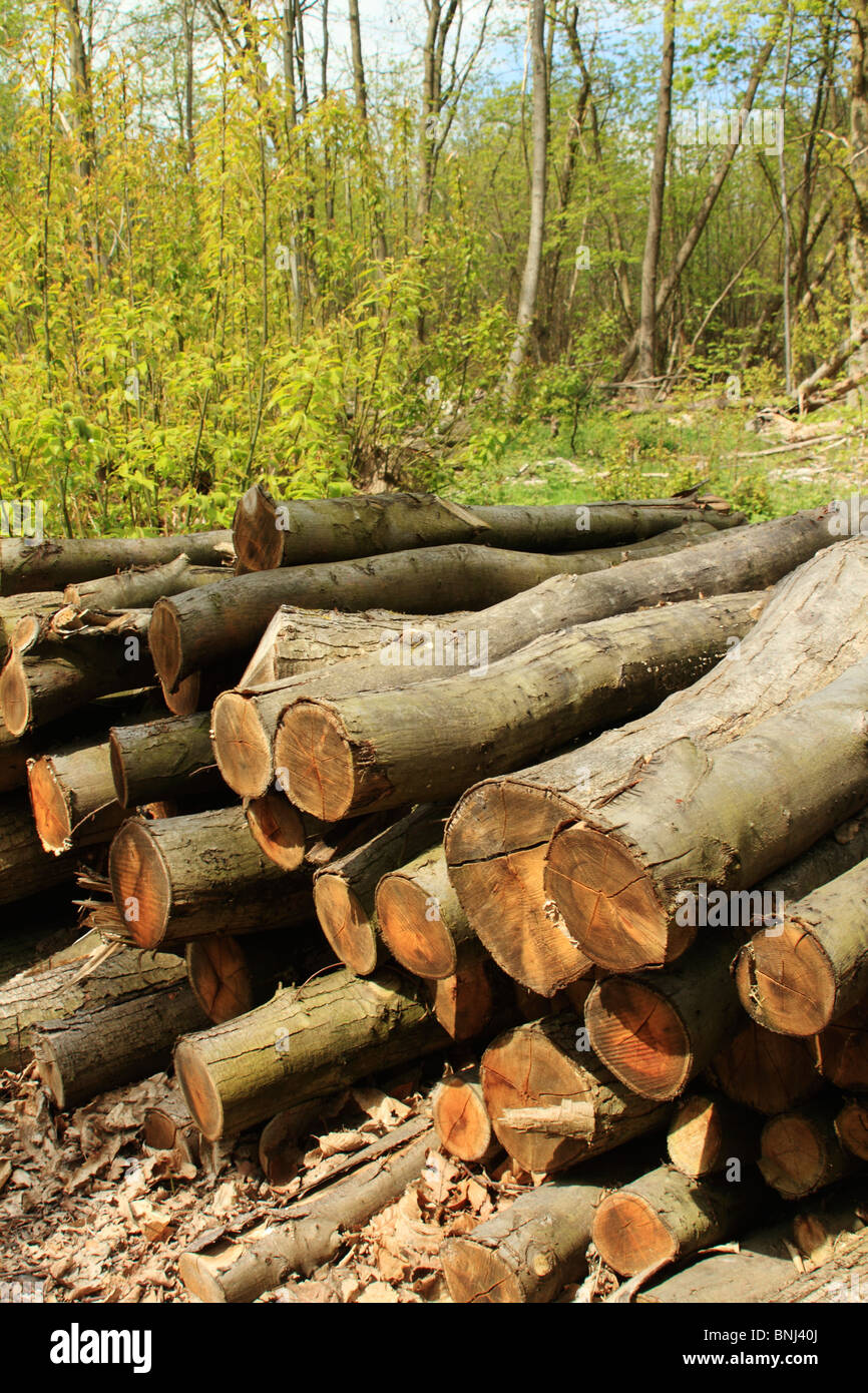 Timber pile, Norsey Wood, Essex UK Stock Photo