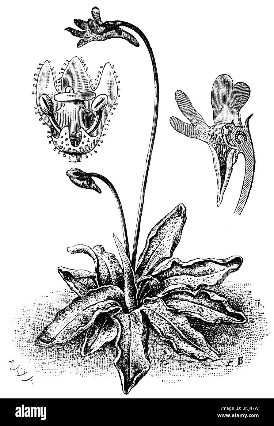 Pinguicula vulgaris, the Common butterwort, insectivorous plant Stock Photo Alamy