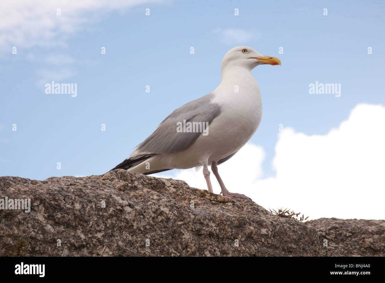 Seagull at Carbis Bay beach, St Ives, Cornwall, England,United, Kingdom. Stock Photo