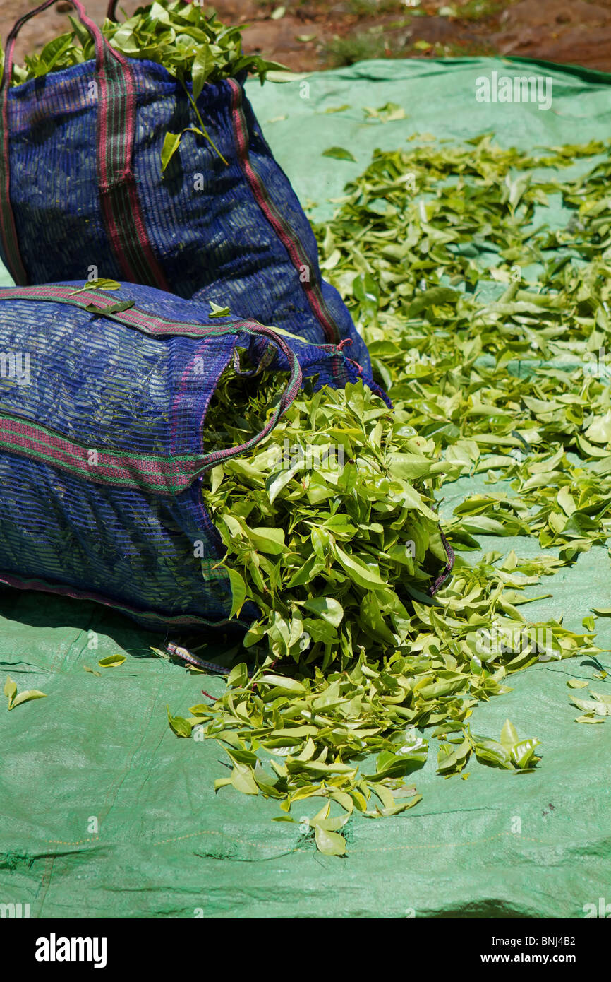 bag of tea leaves Stock Photo Alamy