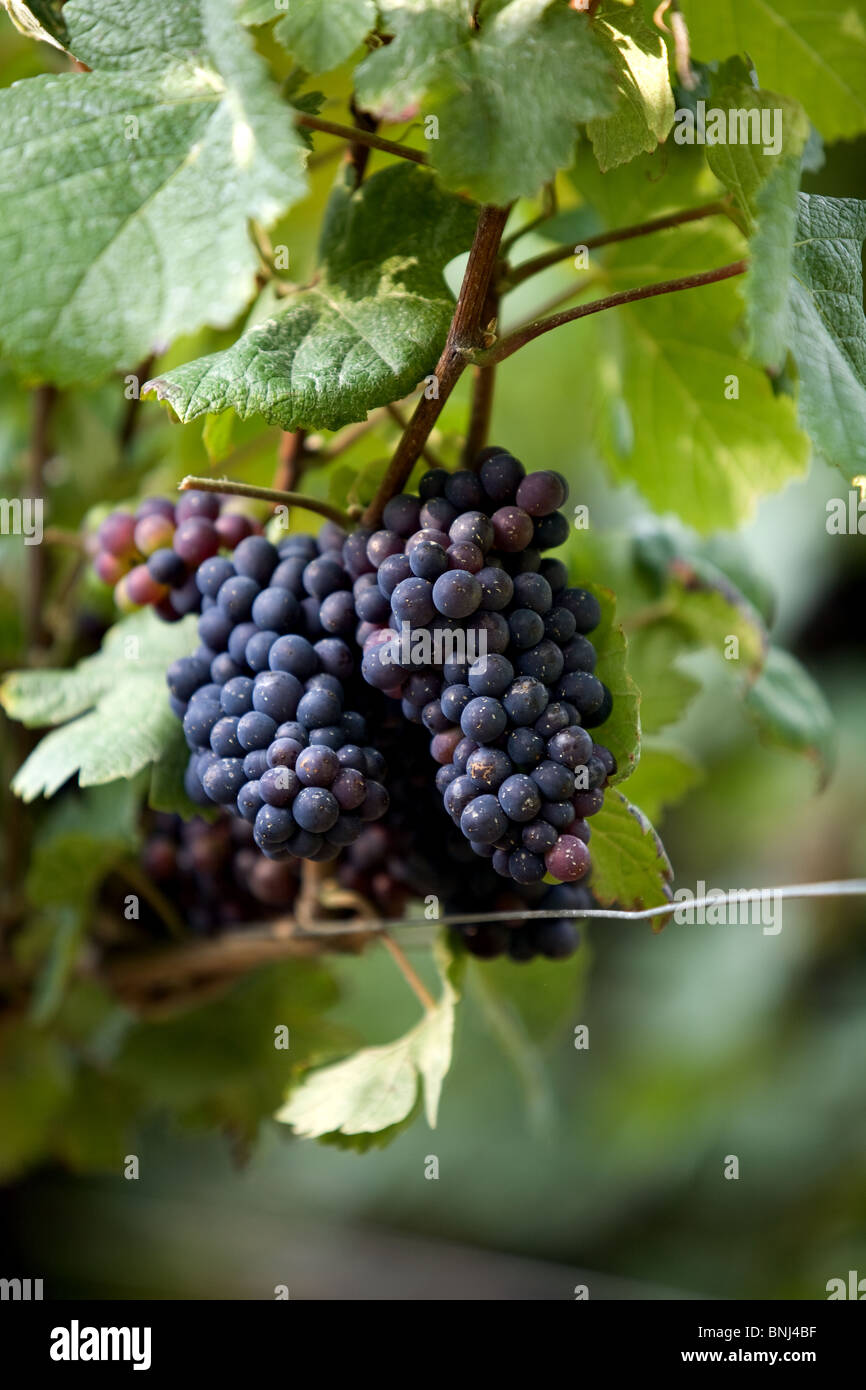 France, Champagne, Vineyards, Grapes, Epernay, pinot noir Stock Photo