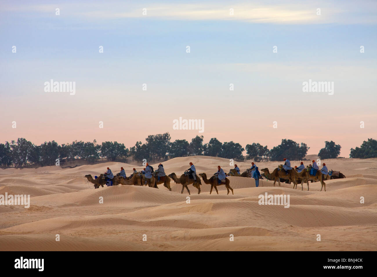 Tunisia Africa North Africa Arabian Arabic Arab Douz town city Sahara festival tourist camel horse riding camels desert caravan Stock Photo