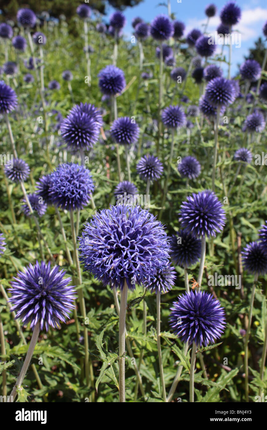 Echinops ritro Blue Globe Thistle Stock Photo Alamy