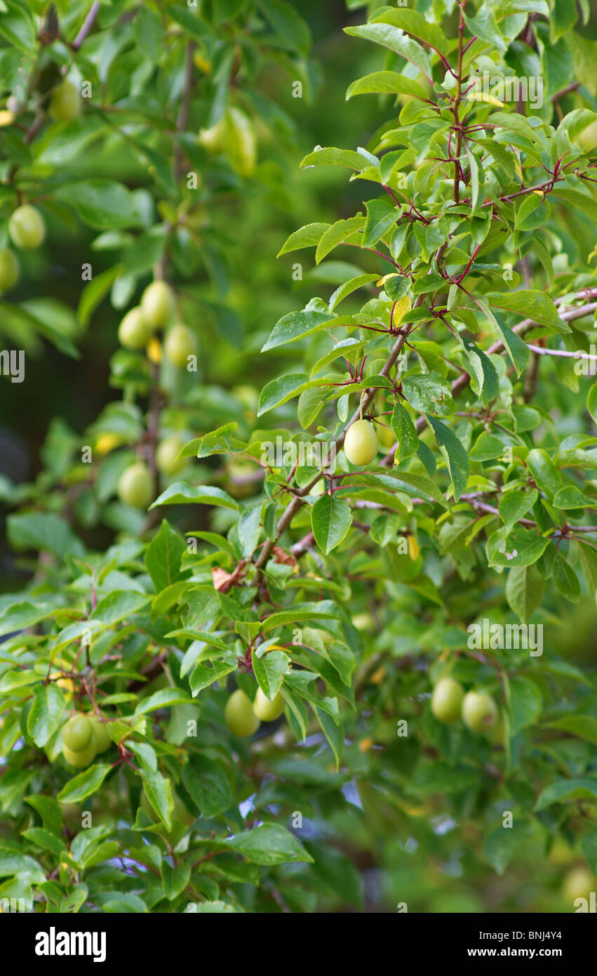 Unripe fruit in July on wild cherry plum tree. Prunus cerasifera Stock Photo