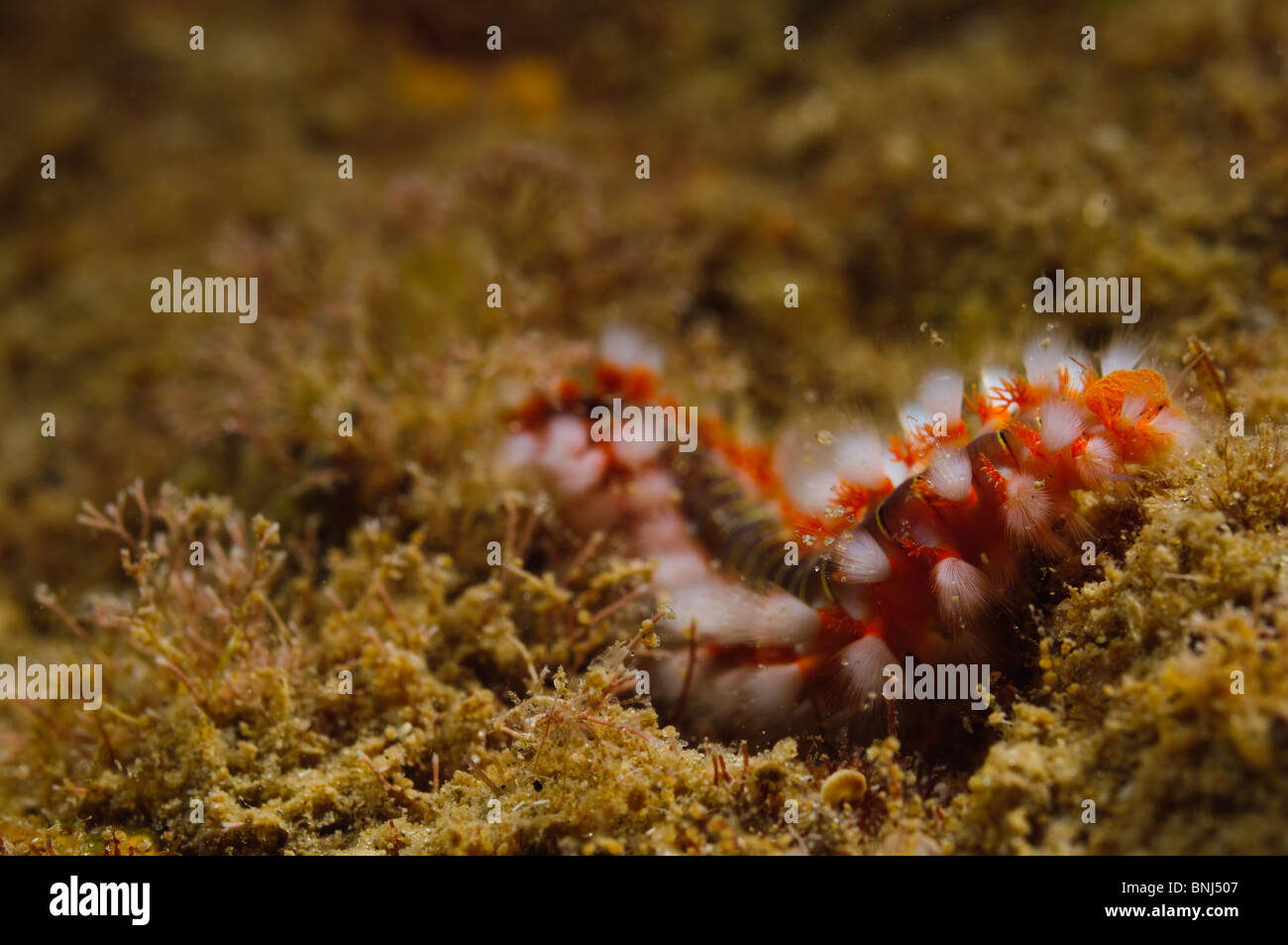 Israel, Mediterranean sea, – Underwater photograph of a fireworm (or bristleworm) Eurythoe complanata Stock Photo