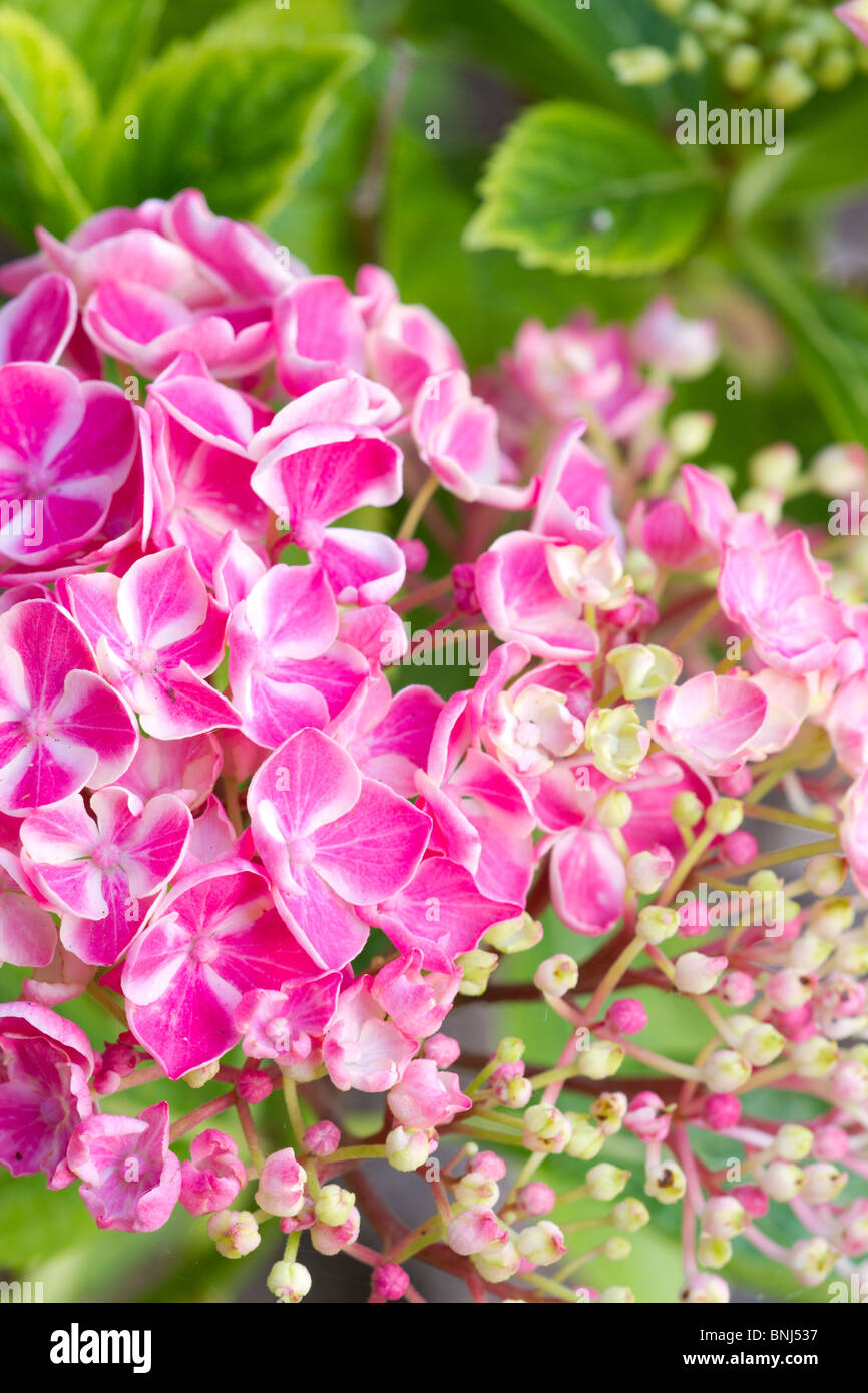 Pink Hydrangea flowers in close up in summer. Sussex, UK Stock Photo ...