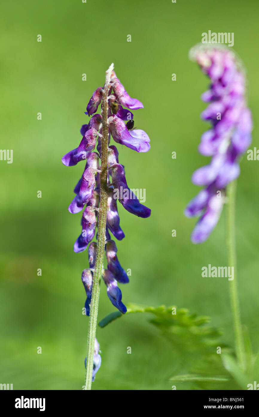 Tufted Vetch, Sussex, UK Stock Photo