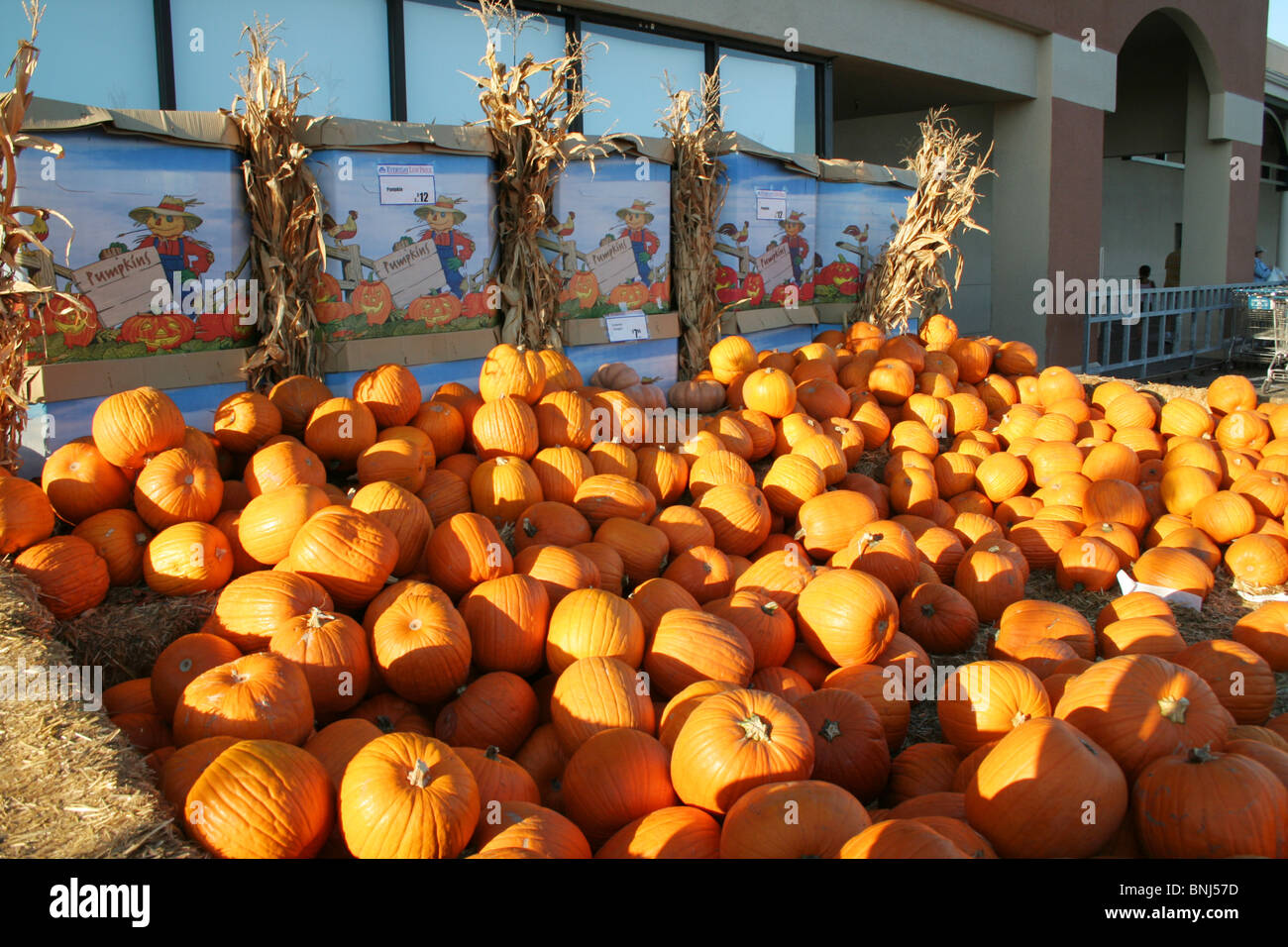 Pumpkins for Halloween Stock Photo - Alamy