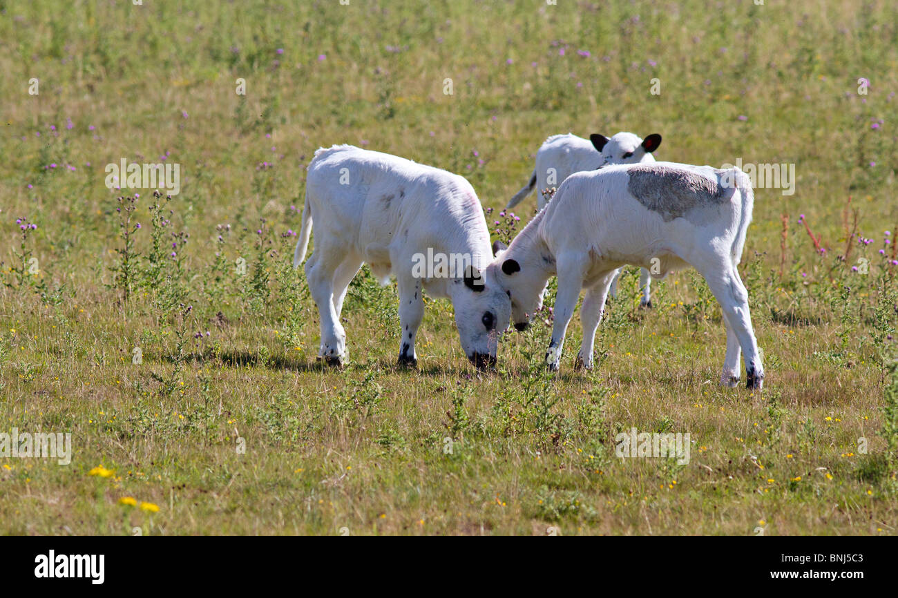 Two British White calves head butting each other Stock Photo