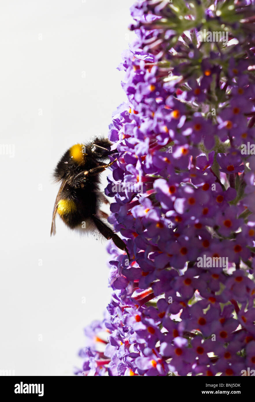 Bumblebee (Bombus) gathering pollen on Buddleja davidii flower Stock Photo