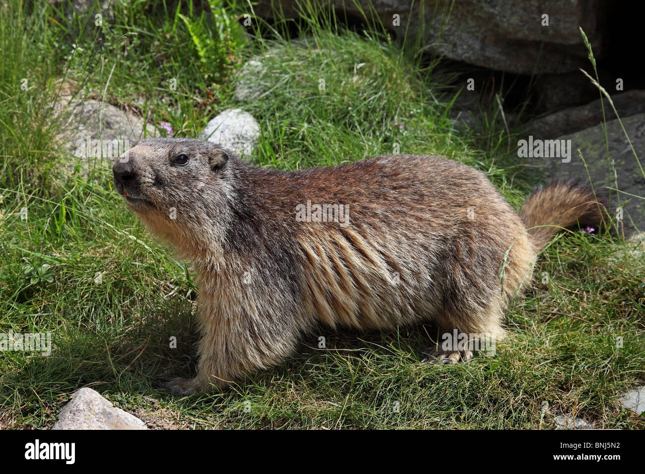 Alpine Marmot Marmota marmota Pyrenees France Stock Photo