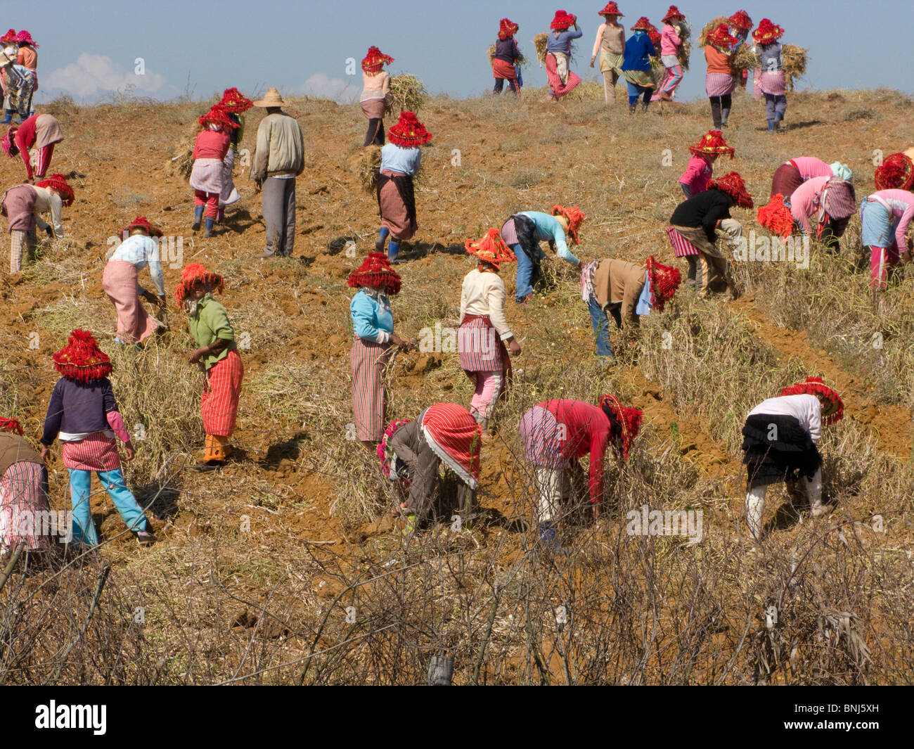Morocco North Africa Maghreb harvest harvesting manual harvest people