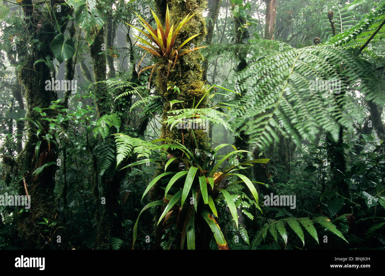 Costa Rica Cloud forest Wood tropical tropics vegetation Santa Elena Central America Landscape Scenery Nature Bromeliads lush Stock Photo