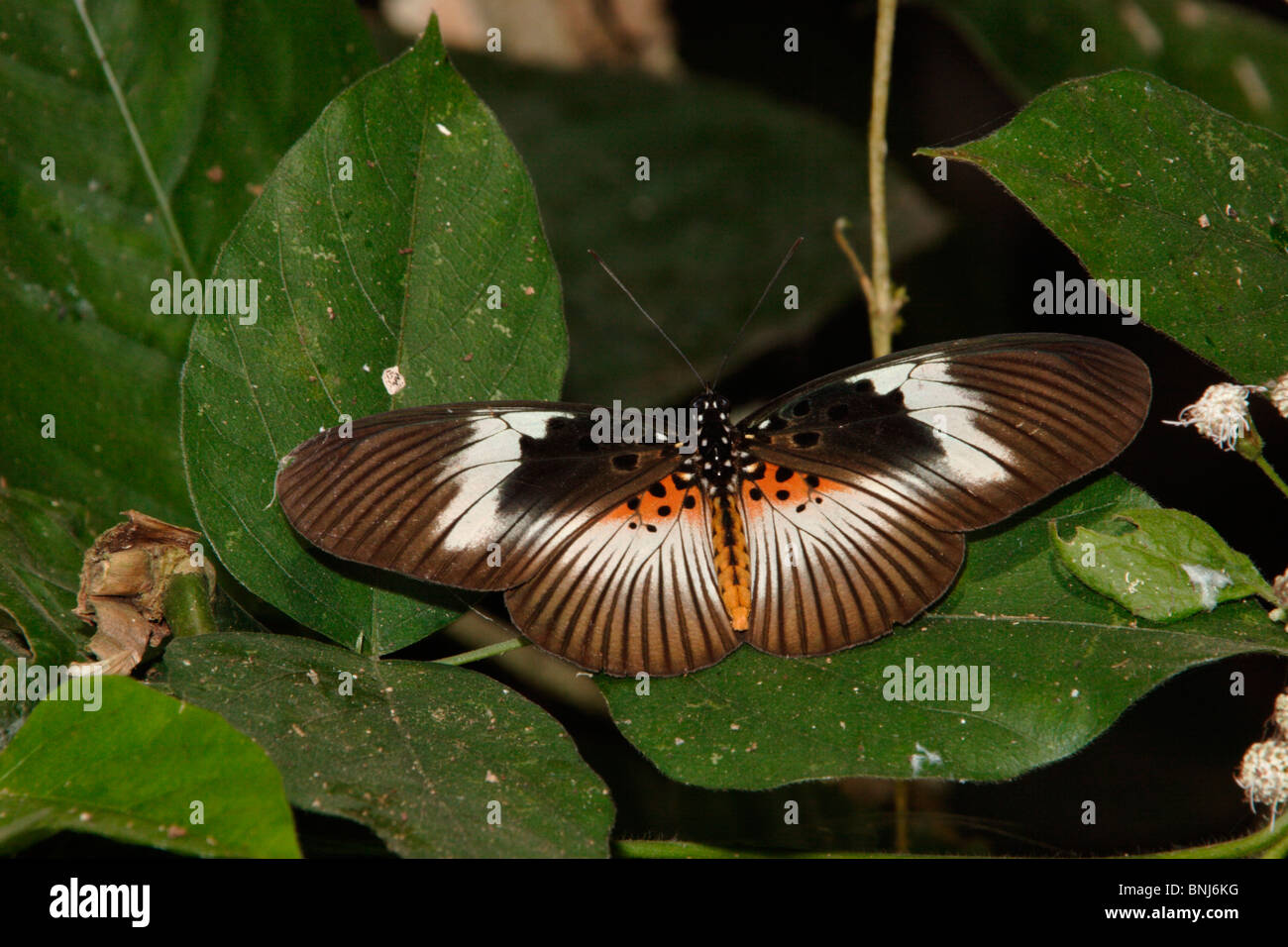 False Acraea Butterfly (Pseudacraea eurytus eurytus : Nymphalidae), female that is a mimic of Bematistes macaria (Acraeidae) Stock Photo