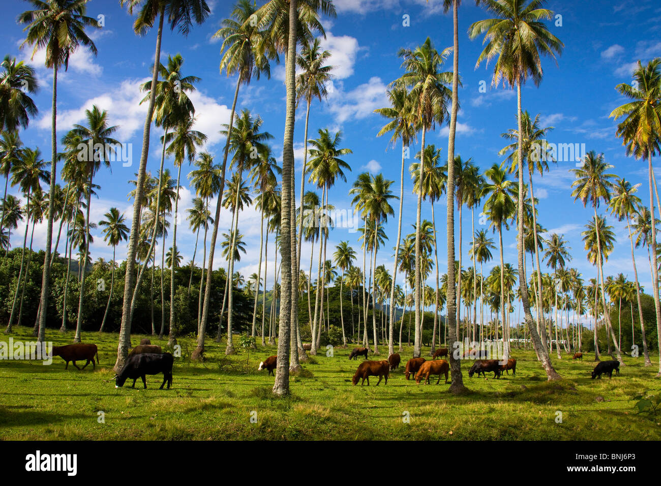 Tahiti Tahiti Nui Island cows palms grass graze stoves ranges travel tourism holiday vacation Pacific South Pacific Pacific Stock Photo