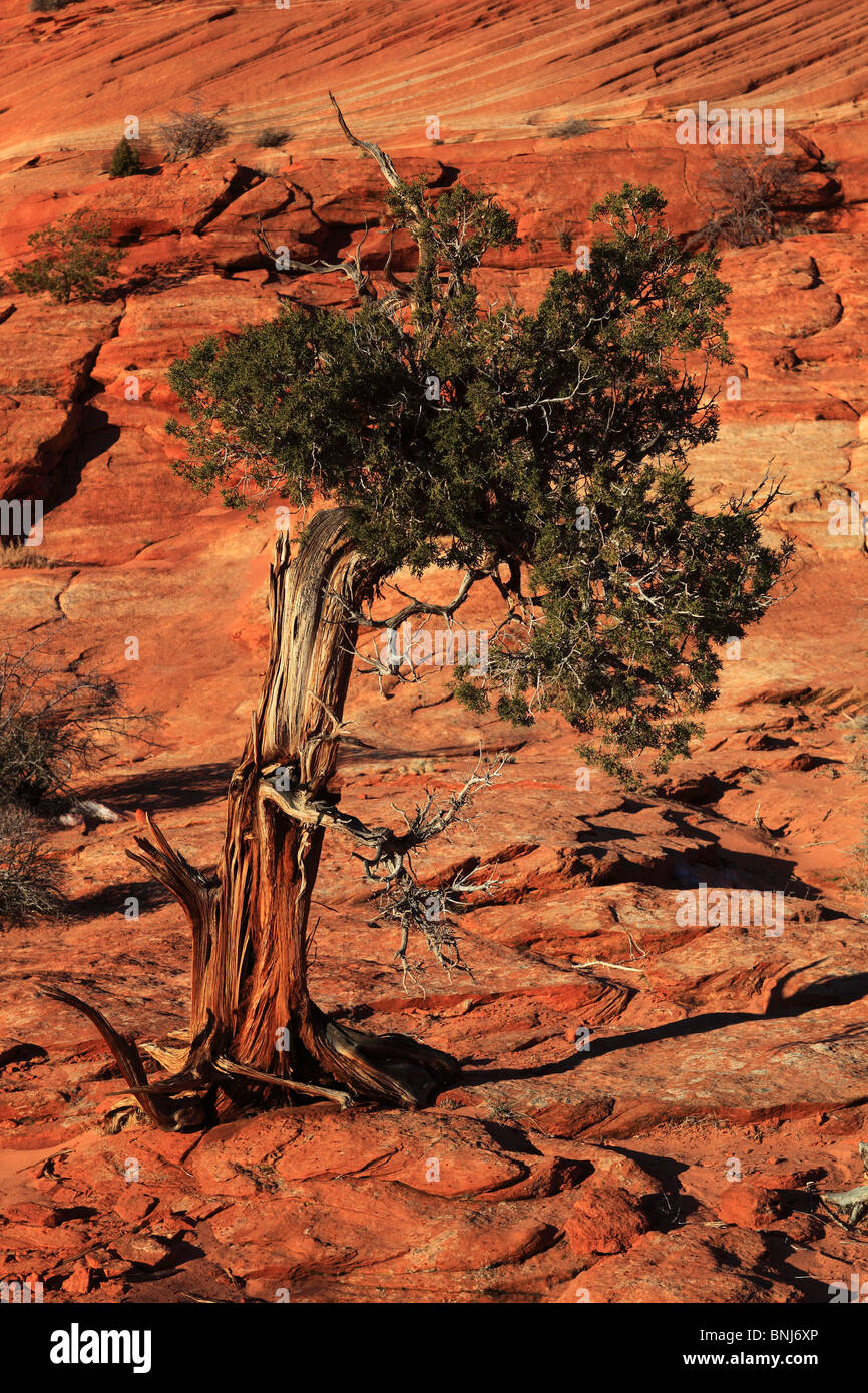 Wacholder Baum formation Plant Sand Sandstone Southwest Weather Brown Grinded Gnarled south west Rock Stock Photo