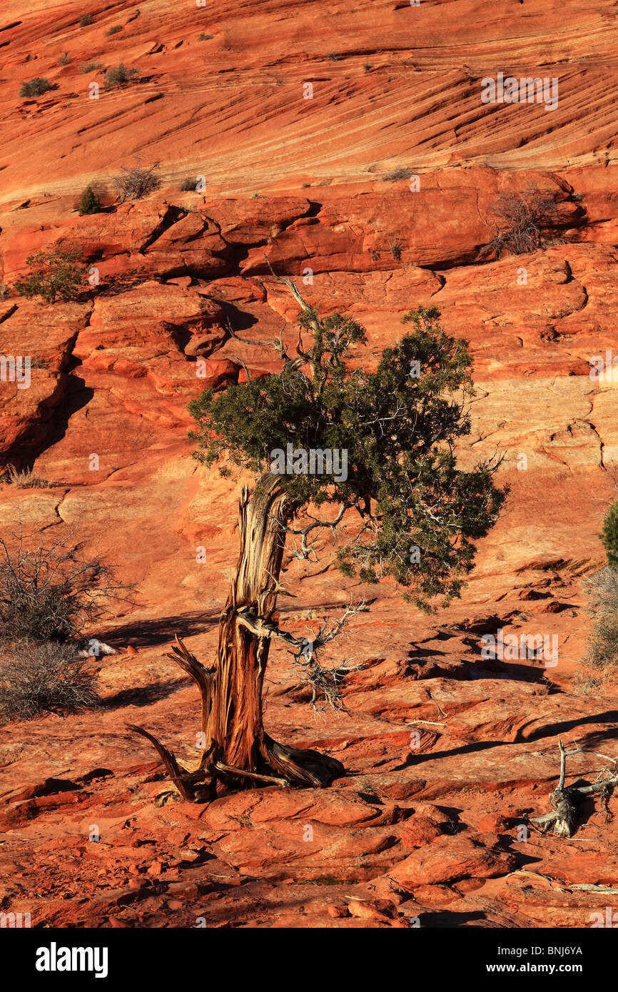 Wacholder Baum formation Plant Sand Sandstone Southwest Weather Brown Grinded Gnarled south west Rock Stock Photo