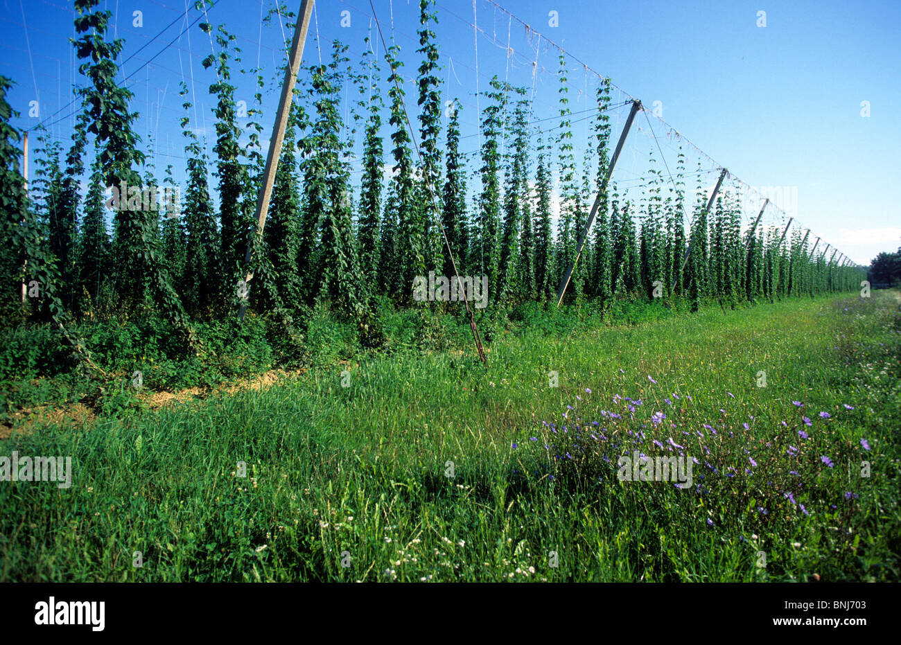 Slovenia hop cultivation July Dornava farming agriculture plantation Stock Photo