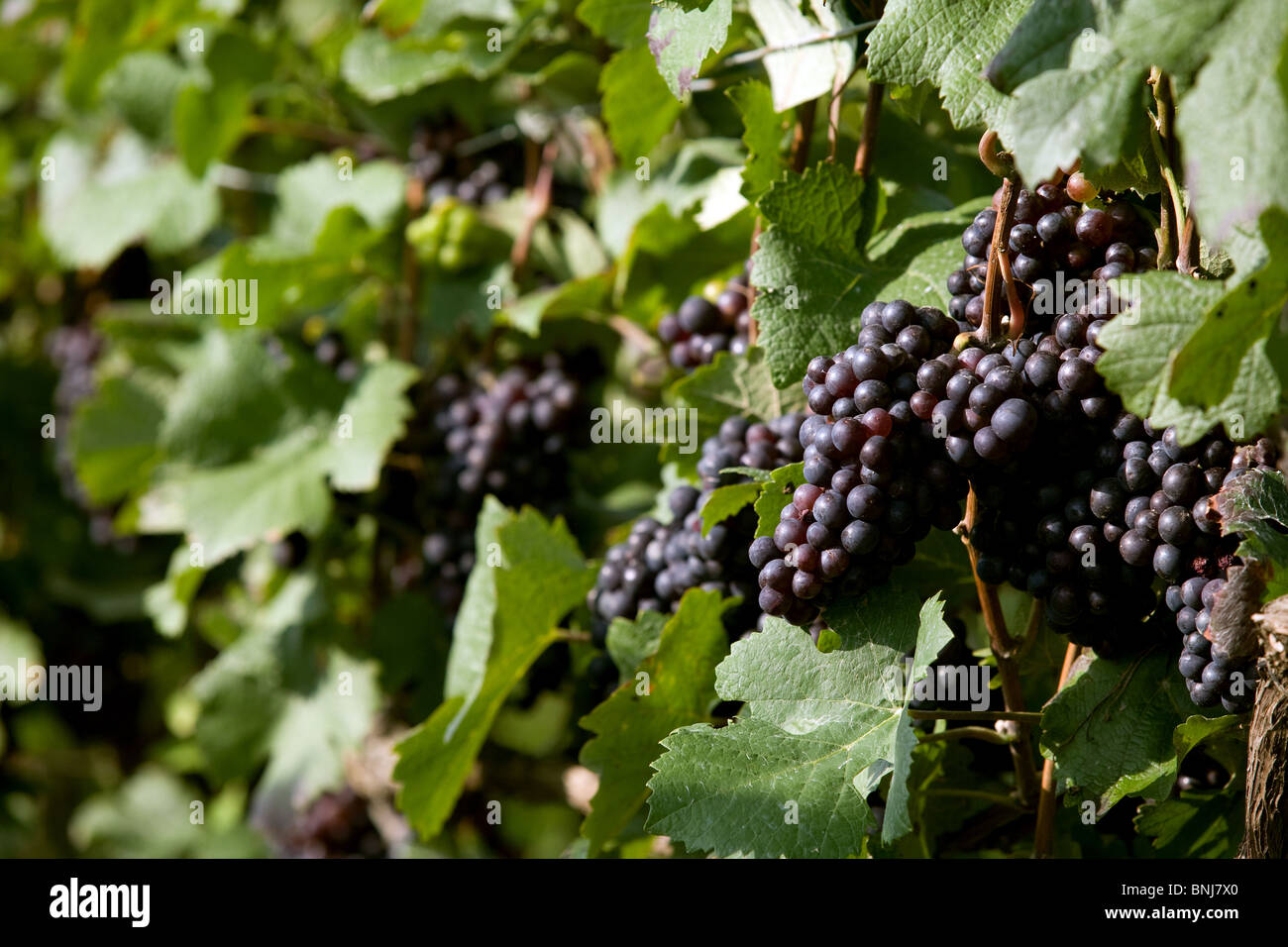 France, Champagne, Vineyards, Grapes, Epernay, pinot noir Stock Photo
