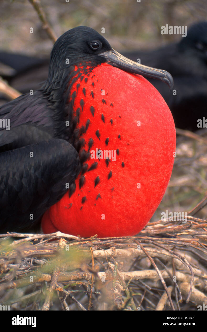 A Magnificent Frigatebird displays his inflated red throat pouch during courtship at a nesting site in the Galapagos islands of Ecuador. Stock Photo