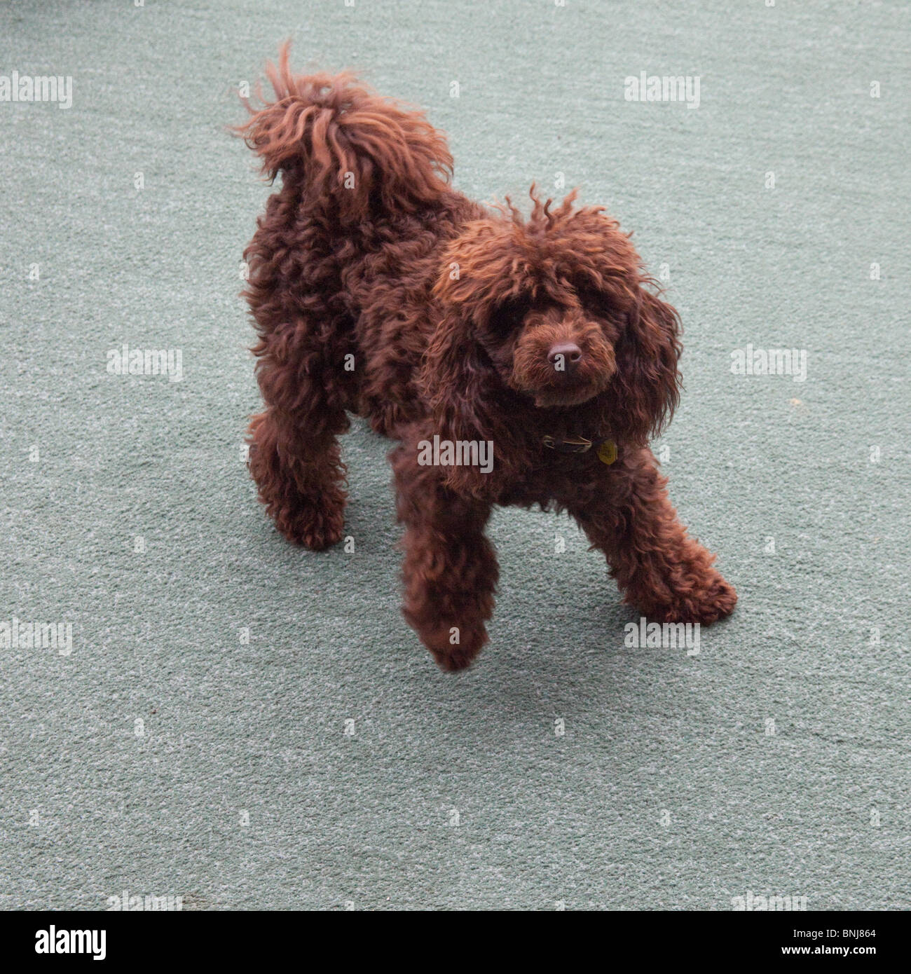 chocolate miniature poodle