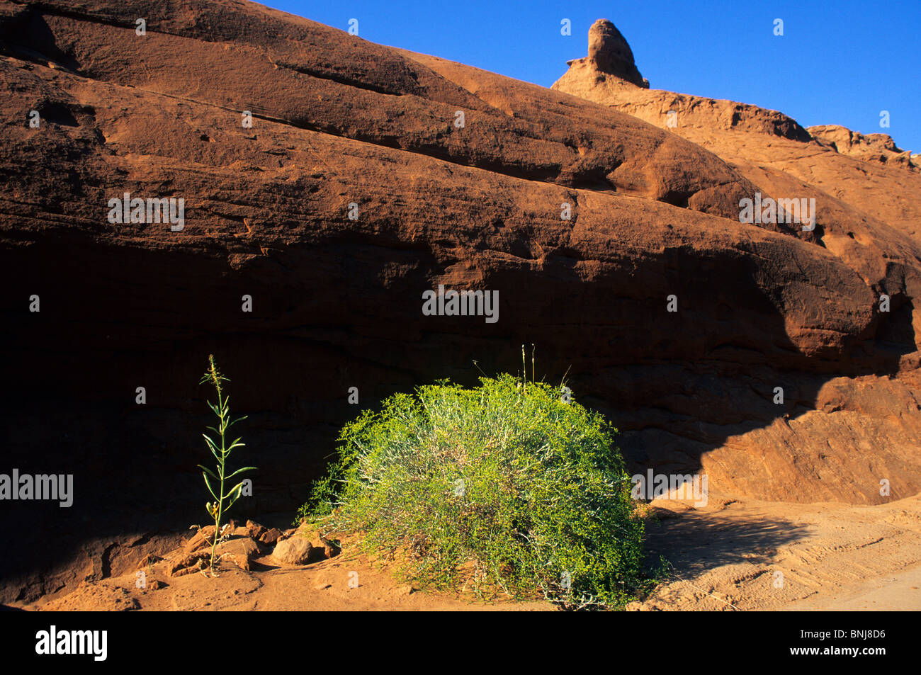 Utah Coloured Rocks USA Utah State park colored sandstone rocks green plants Kodachrome ...