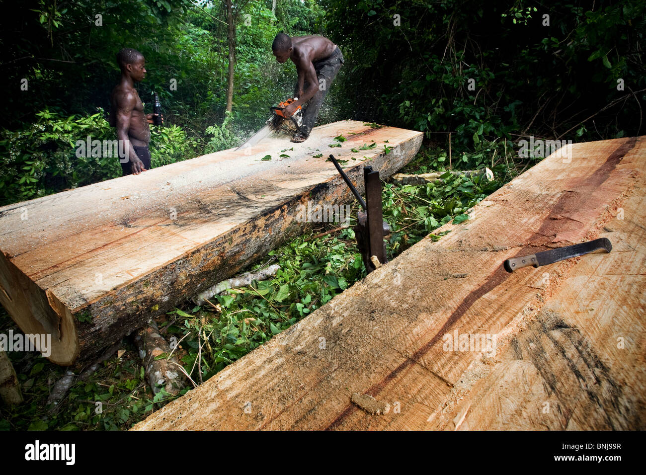 Men use a small chainsaw to cut boards out of the trunk of a large ceiba tree after cutting it down on agricultural land, Ghana Stock Photo