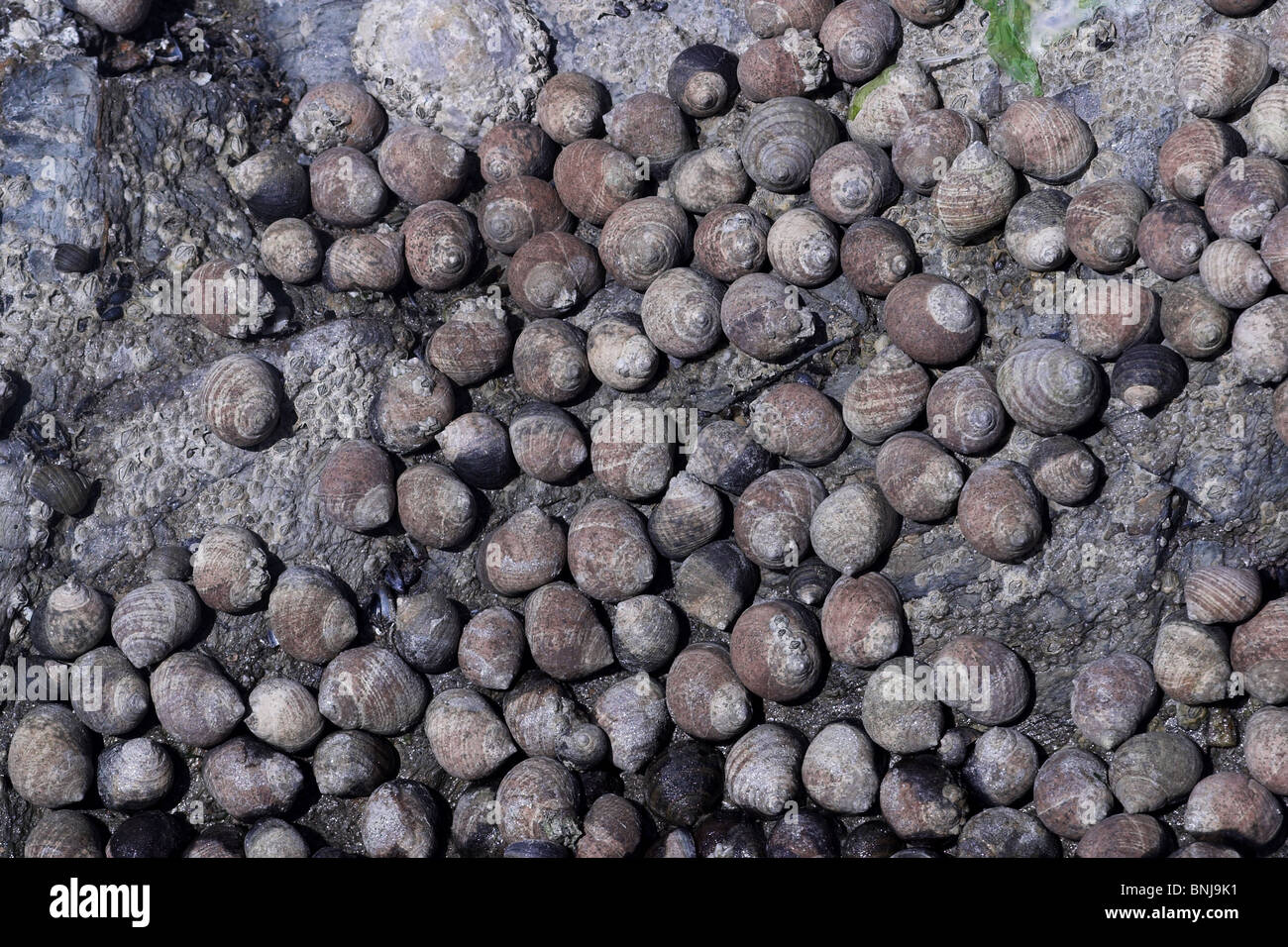 Edible Winkles Littorina littorea on rocks at low tide. Cornwall. UK Stock Photo