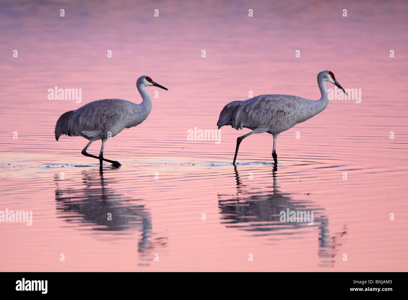 It Was Twilight And Sandhill Cranes >> Grus Canadensis Sandhill Crane Cranes Birds Wading Water Twilight It Was Twilight And Sandhill Cranes >> Grus Canadensis Sandhill Crane Cranes Birds Wading Water Twilight