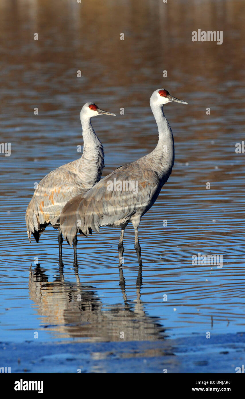 It Was Twilight And Sandhill Cranes >> Foraging Sandhill Cranes Stock Photos Foraging Sandhill Cranes It Was Twilight And Sandhill Cranes >> Foraging Sandhill Cranes Stock Photos Foraging Sandhill Cranes