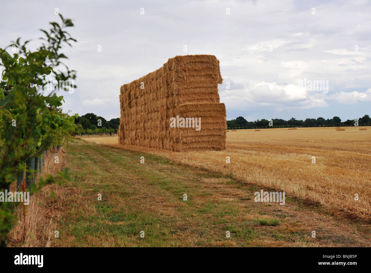 Giant hay stack gathered together after a harvest and awaiting collection for storage Stock Photo