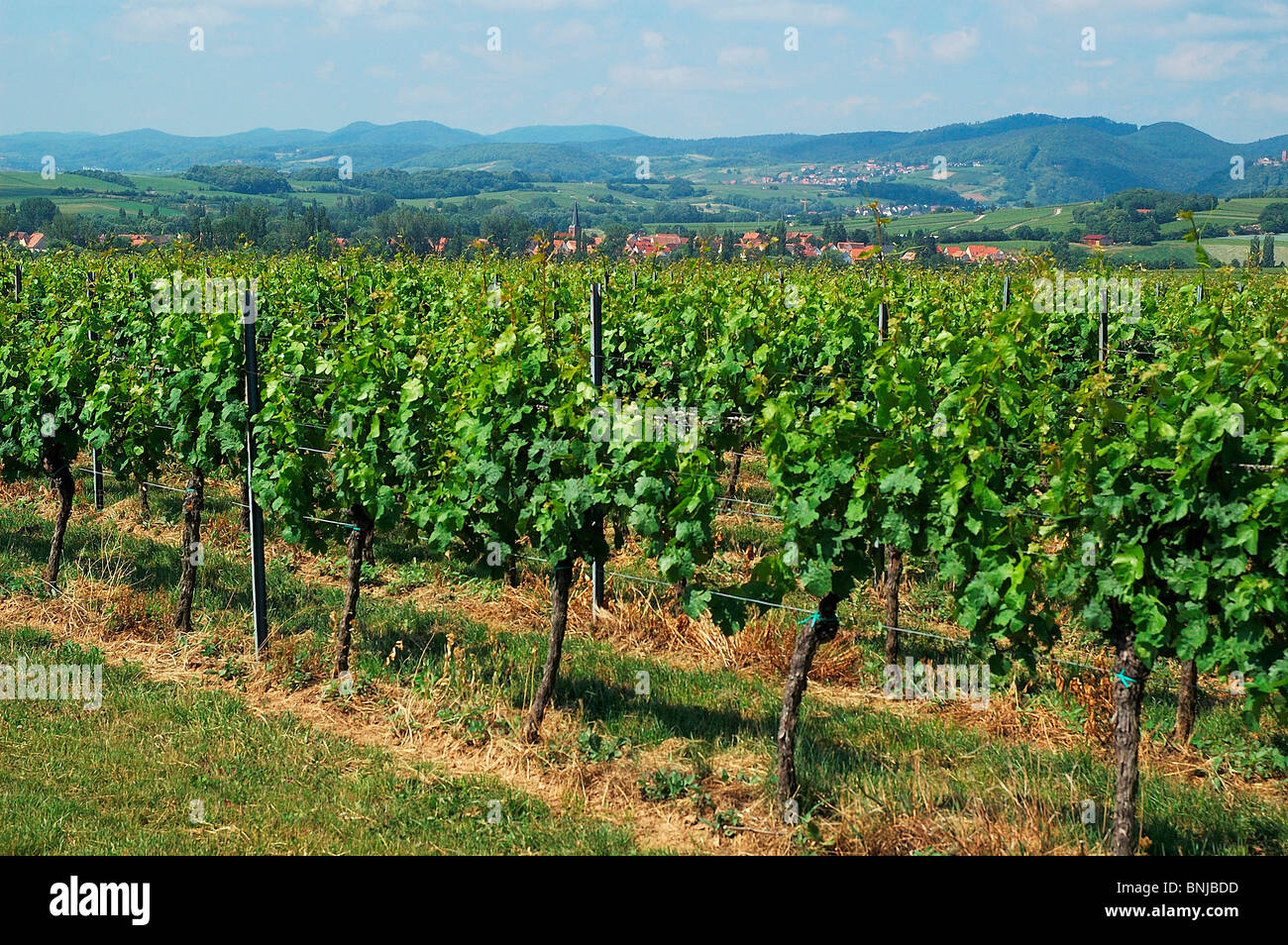 Germany Rhineland-Palatinate Palatinate Heuchelheim-Klingen wine vineyard scenery Pfälzer Wald forest Stock Photo