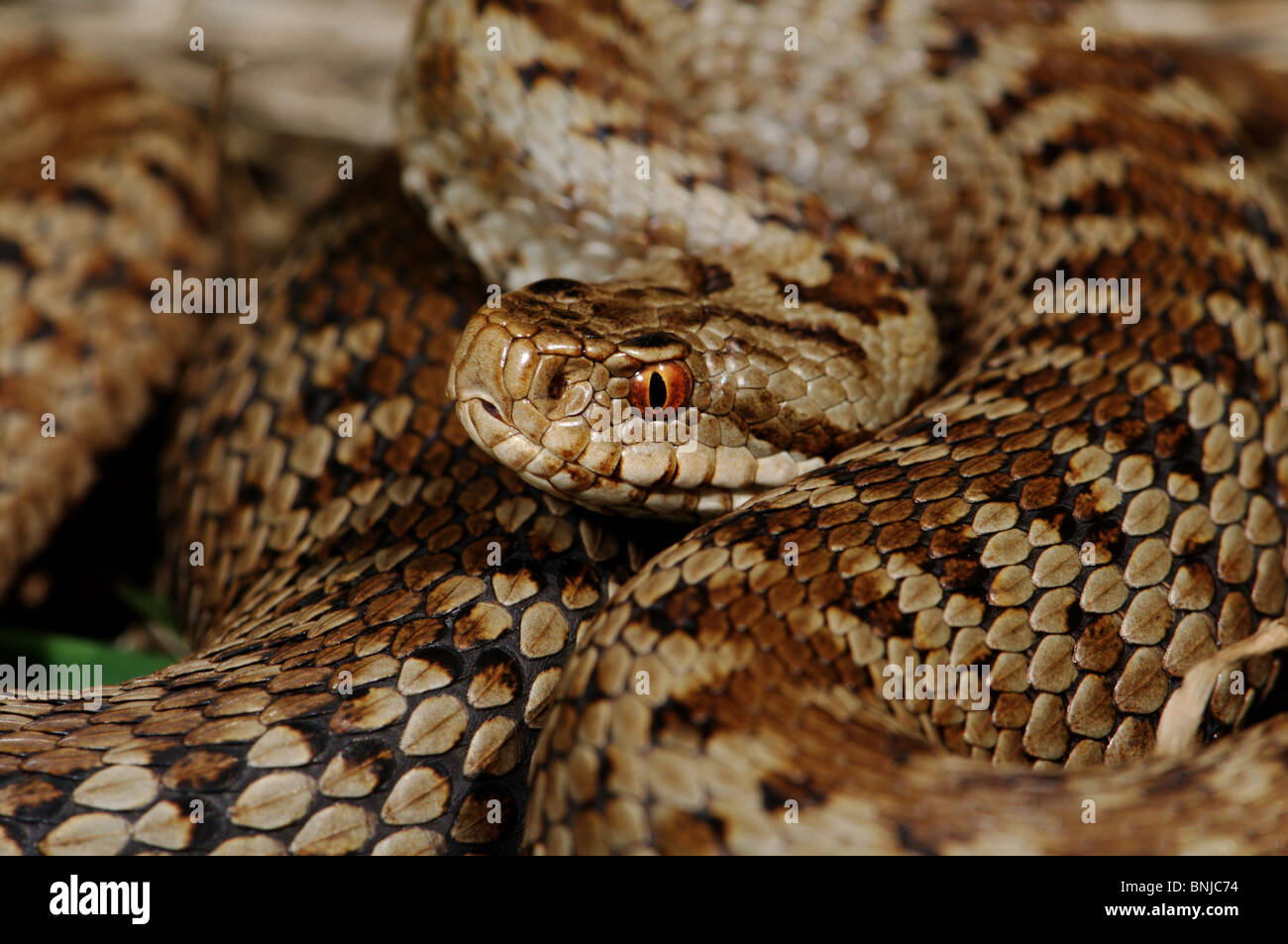 viper vipers adder adders common adder Vipera berus snake snakes reptile reptiles portrait protected endangered indigenous Stock Photo