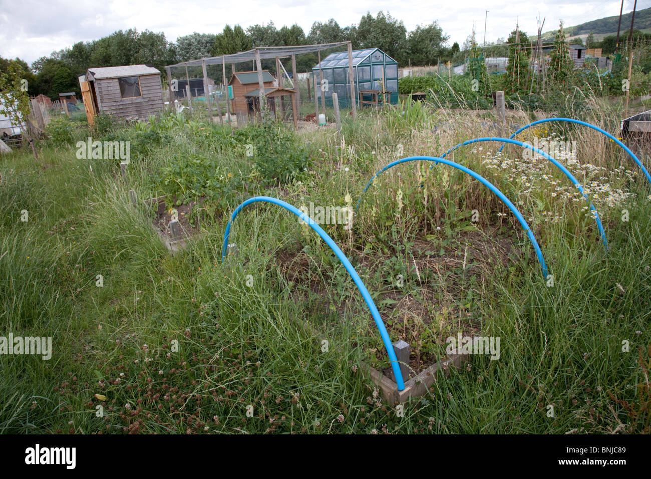 Overgrown community allotments Cleeve Cheltenham UK Stock Photo