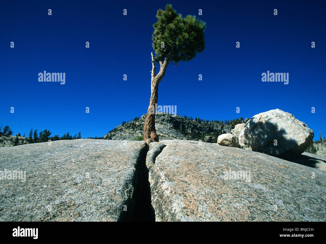 USA California Yosemite national park Tioga pass tree rock cliff rock cliff fissure Olmsted Point landscape scenery North Stock Photo
