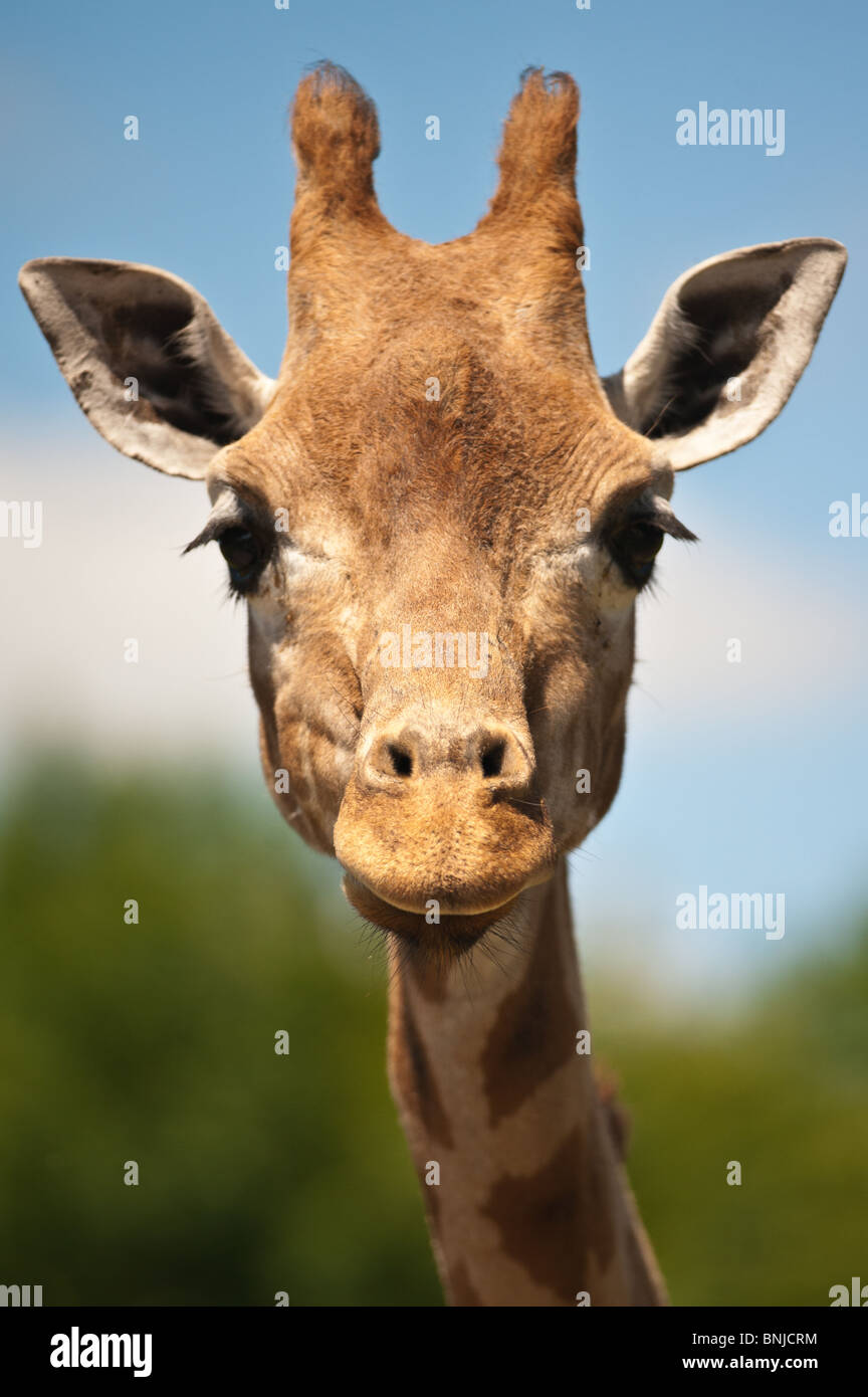 Giraffe portrait hi-res stock photography and images - Alamy
