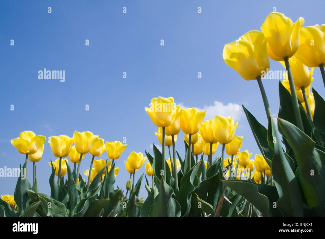 Yellow tulip field in Holland Stock Photo - Alamy