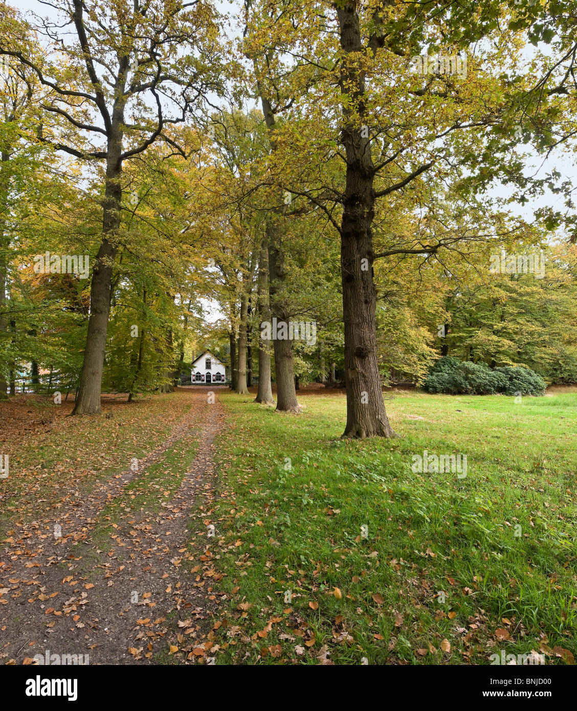 Estate Bantam s-Graveland North Holland Noord-Holland Landscape Forest Wood Trees Autumn Netherlands panorama Way meadow Nature Stock Photo