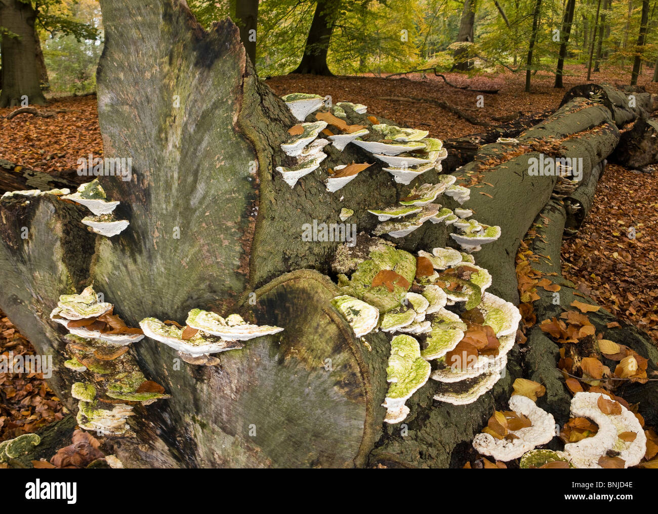 Estate Bantam s-Graveland North Holland Noord-Holland Landscape Forest Wood Trees Autumn mushrooms fungus Netherlands Nature Stock Photo