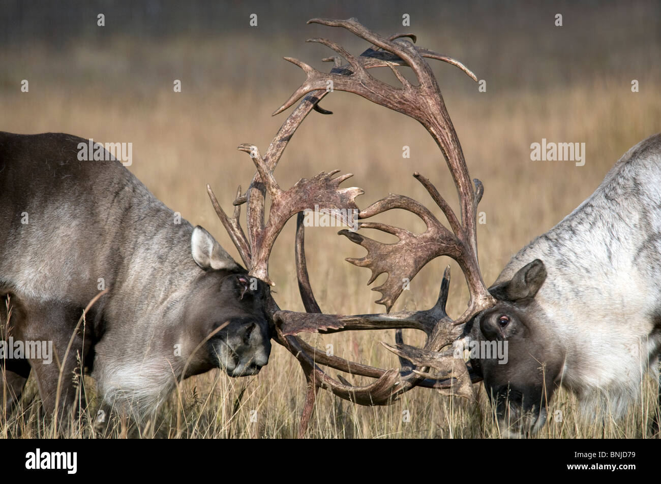 Woodland Caribou Rangifer Tarandus Caribou Yukon 2008 Animal Animals Nature Male Two Fight Fighting Stock Photo