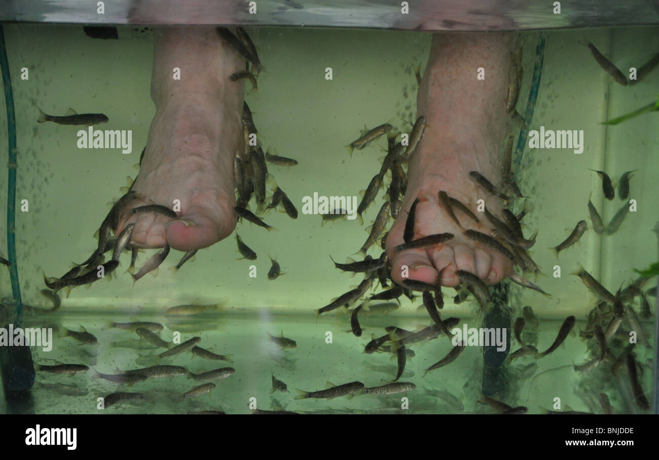Garra rufa fish spa treatment on feet Stock Photo