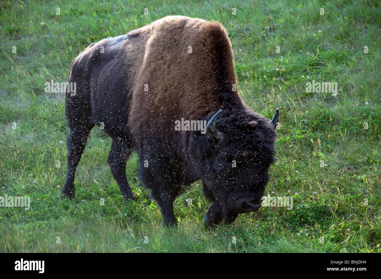 Wood Bison Bison bison athabascae Bisons Muskwa Mountains Muskwa Kechika Northern Rockies