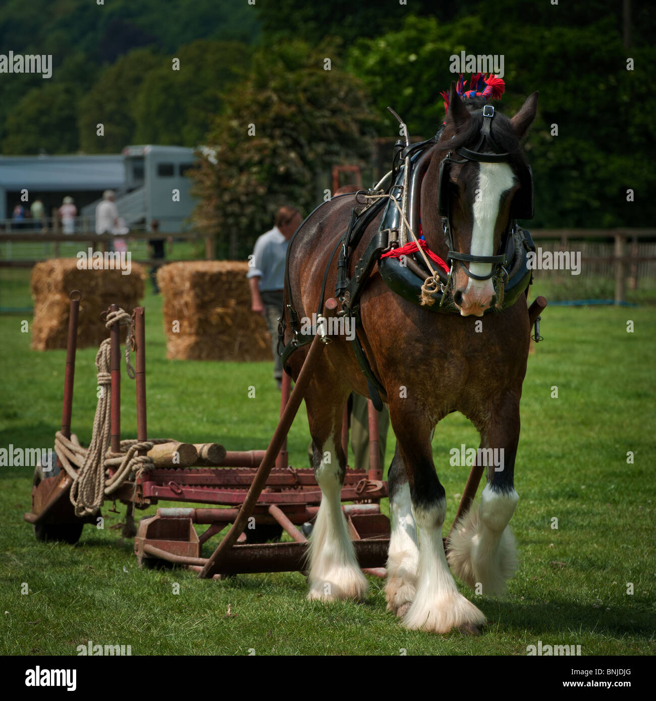Clydesdale Heavy Horse pulling a wheeled logging sled Stock Photo Alamy