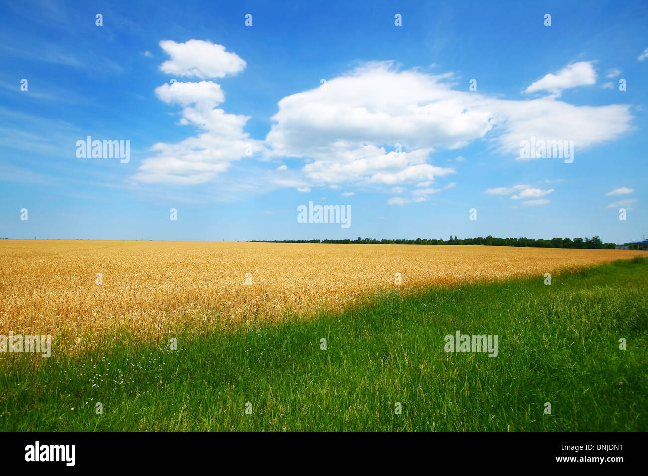 Wheat field with blue sky and clouds Stock Photo - Alamy
