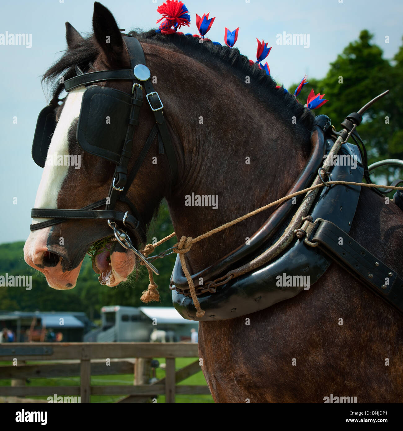Heavy horse head and shoulder portrait Stock Photo Alamy