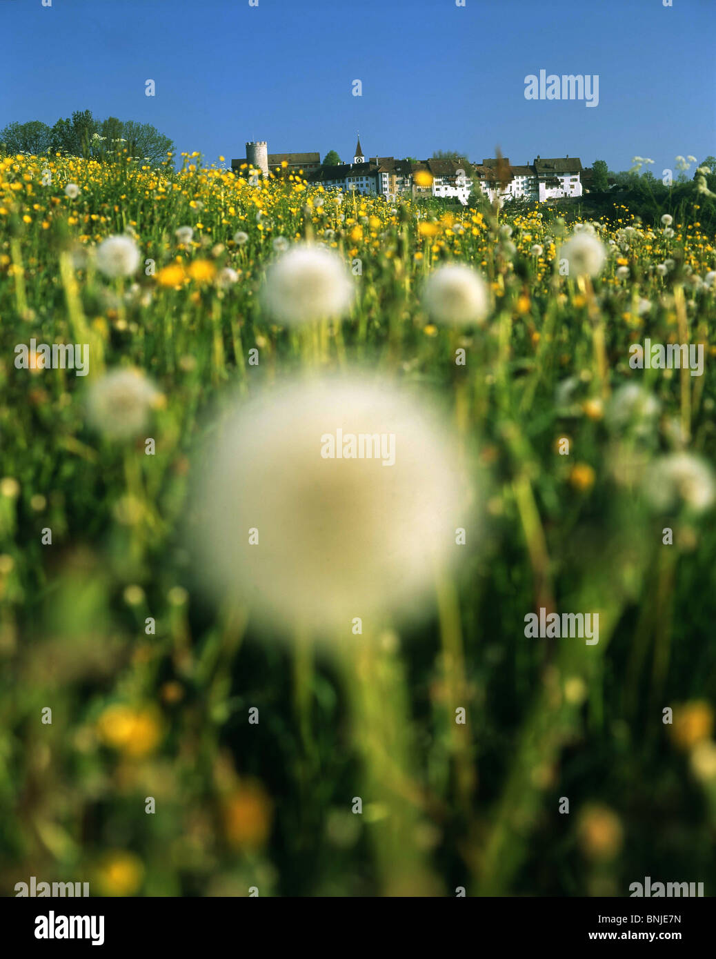 Flower Meadow flowers dandelions Regensberg small town Canton of Zürich