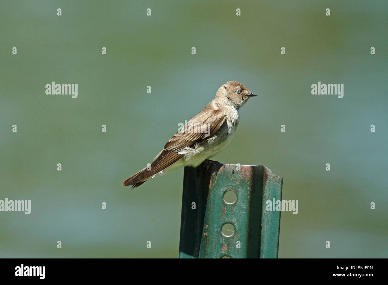 Northern Rough-winged Swallow (Stelgidopteryx serripennis Stock Photo ...