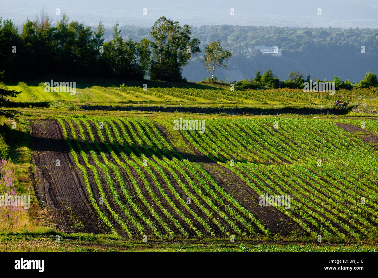 Crops grow in a field on Ile D'Orleans, near Quebec City Stock Photo ...